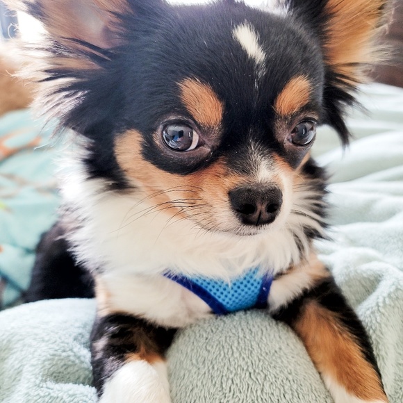 Meet your Posher, Tyler - Picture 1 of 1